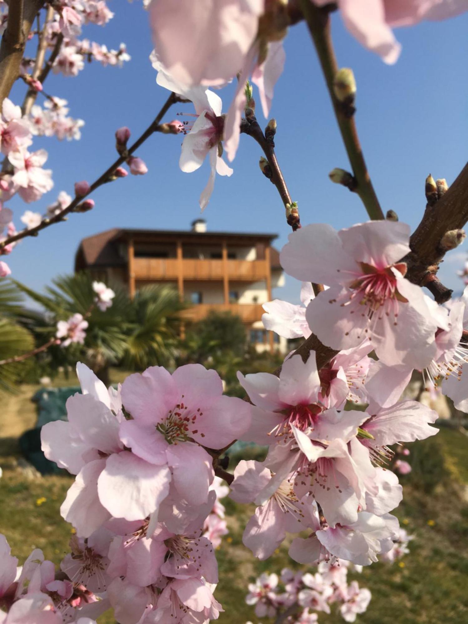 Apartamento Sonnenhof Tramin - Adults Only Termeno Exterior foto